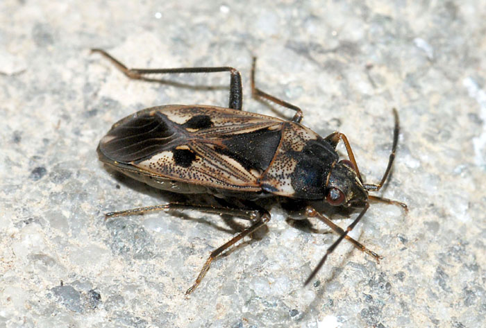 Miridae da det.